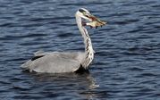 TONY HOWES - Heron with fish